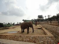 Elefante