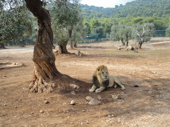 Leone