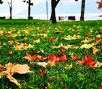Tappeto d'autunno al Boschetto di Germignaga Tappeto d'autunno al Boschetto di Germignaga