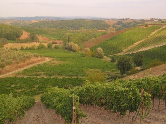 Vendemmia in Toscana