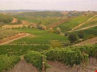 Vendemmia in Toscana