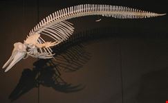 Museo zoologico di Amburgo