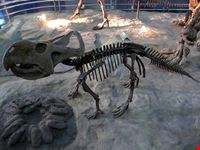 Museo di Storia Naturale a Pechino