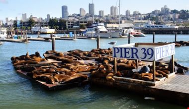san francisco leoni marini al pier 39 san francisco leoni marini al pier 39