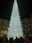 Albero Bianco