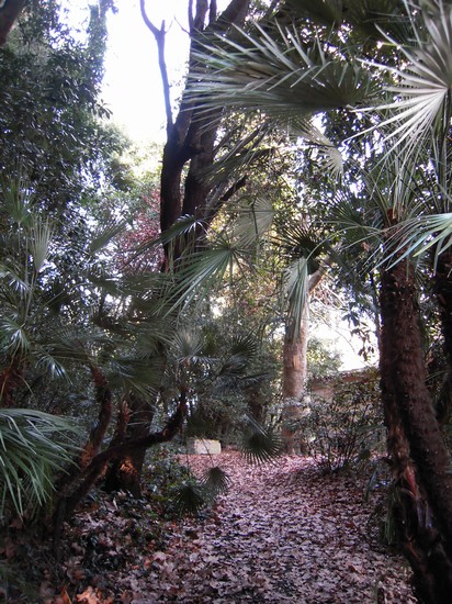 Il bosco