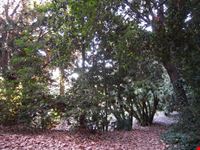 Il bosco
