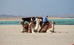 cammelli in spiaggia marsa alam