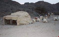 cammelli nel deserto marsa alam