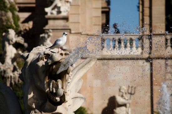 Acqua