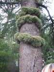 Ninfa: Particolare Flora