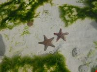 stelle di mare
