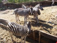 Zebre nel Selwo Avventura