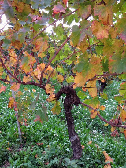 Ceppo di Vernaccia di Serrapetrona