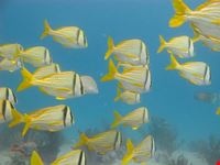 Discover Scuba Diving on the reef