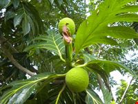 albero del pane