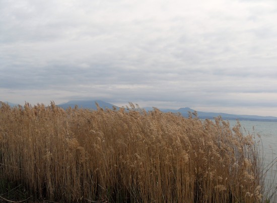 Rocca Scaligera