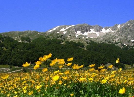 Prato con fiori a campitello  