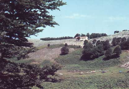 Camposauro (m. 1396)
