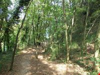 Bosco del Cugnolo