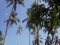palme da cocco