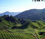 Cameron Highlands Cameron Highlands