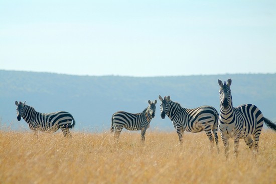 Zebre