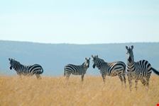 Zebre