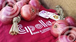 Trecce cipolla
