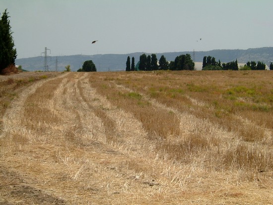 Megara Hyblaea