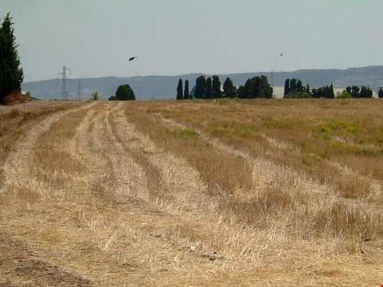 Megara Iblea Lo splendido sito archeologico di Megara Hyblaea  