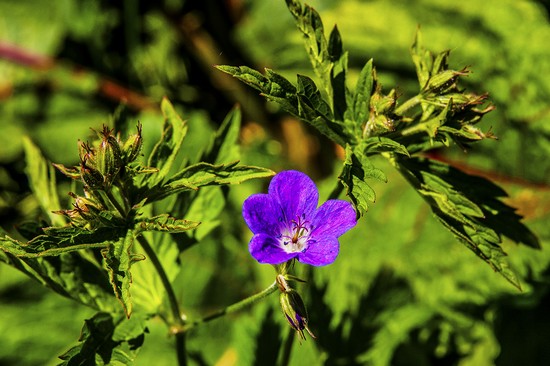 viola