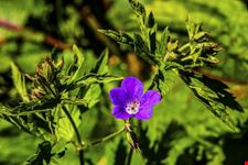 viola