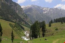 kashmir