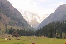 kashmir