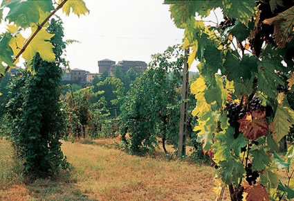 I vigneti di Rocca Sforzesca di Dozza