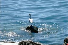 Il gabbiano