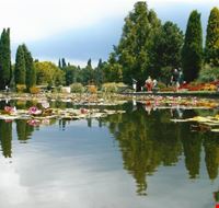 La piscina con le ninfee La piscina con le ninfee