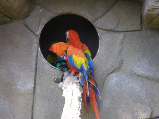 Zoo Le Cornelle