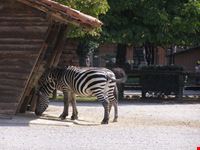 Zoo Le Cornelle