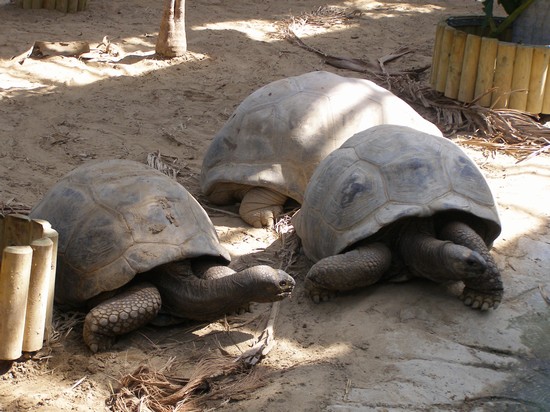 Zoo Le Cornelle