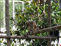 Zoo Le Cornelle