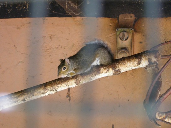 Zoo Le Cornelle