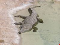 Zoo Le Cornelle
