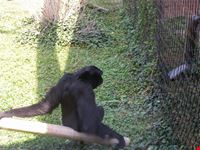 Zoo Le Cornelle