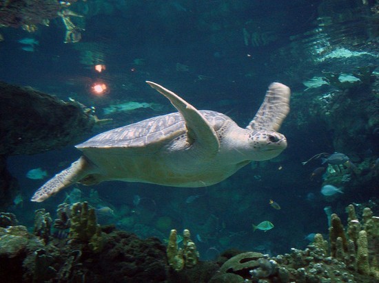 L'acquario