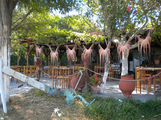 Sun-Dried Octopus a Sikia