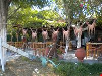 Sun-Dried Octopus a Sikia