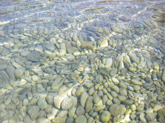 Banchi di pesci a Koviou Beach