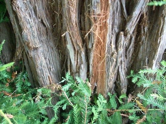Le sequoie